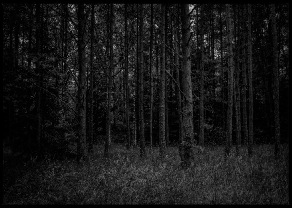 dark-forest-5